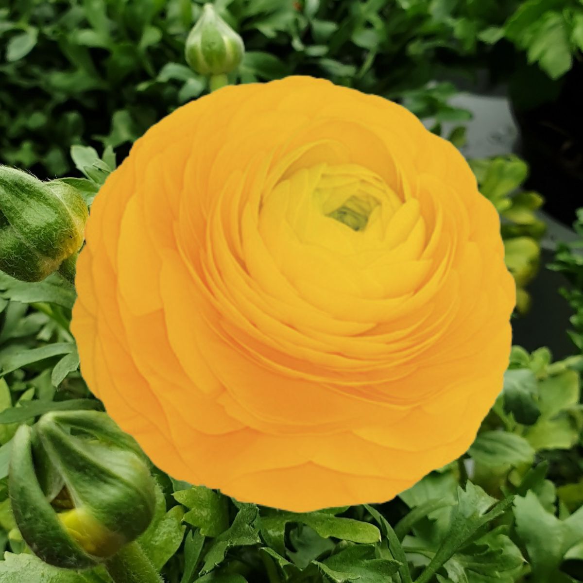 Ranunculus- Elegance Giallo 54-09